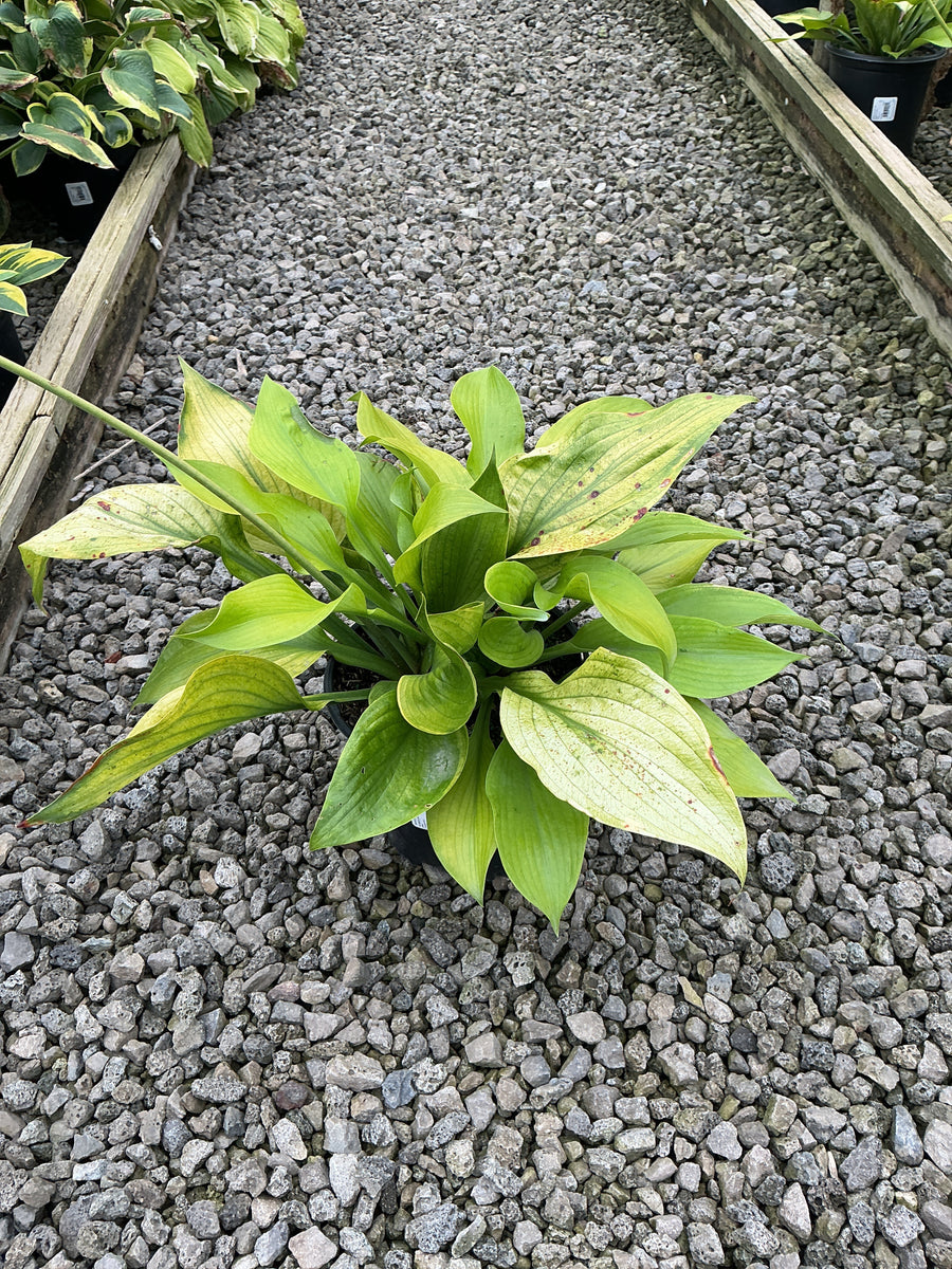 Hosta 'Sum and Substance'
