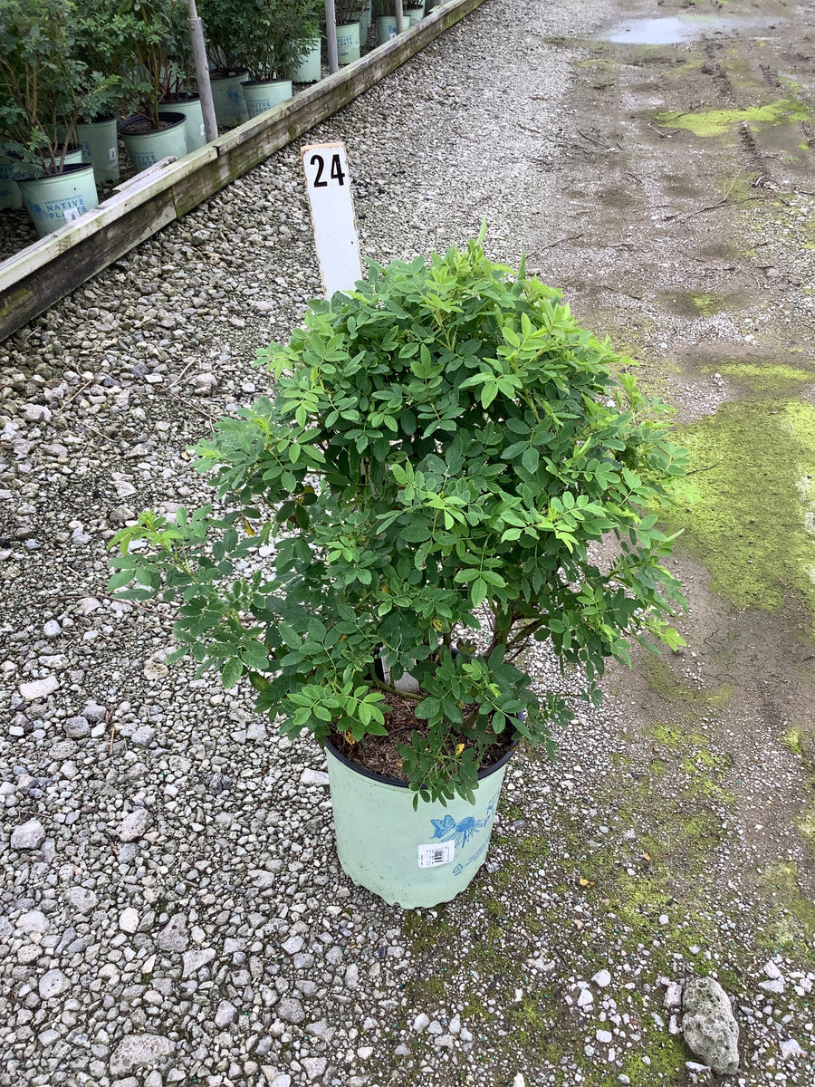 Rosa virginiana