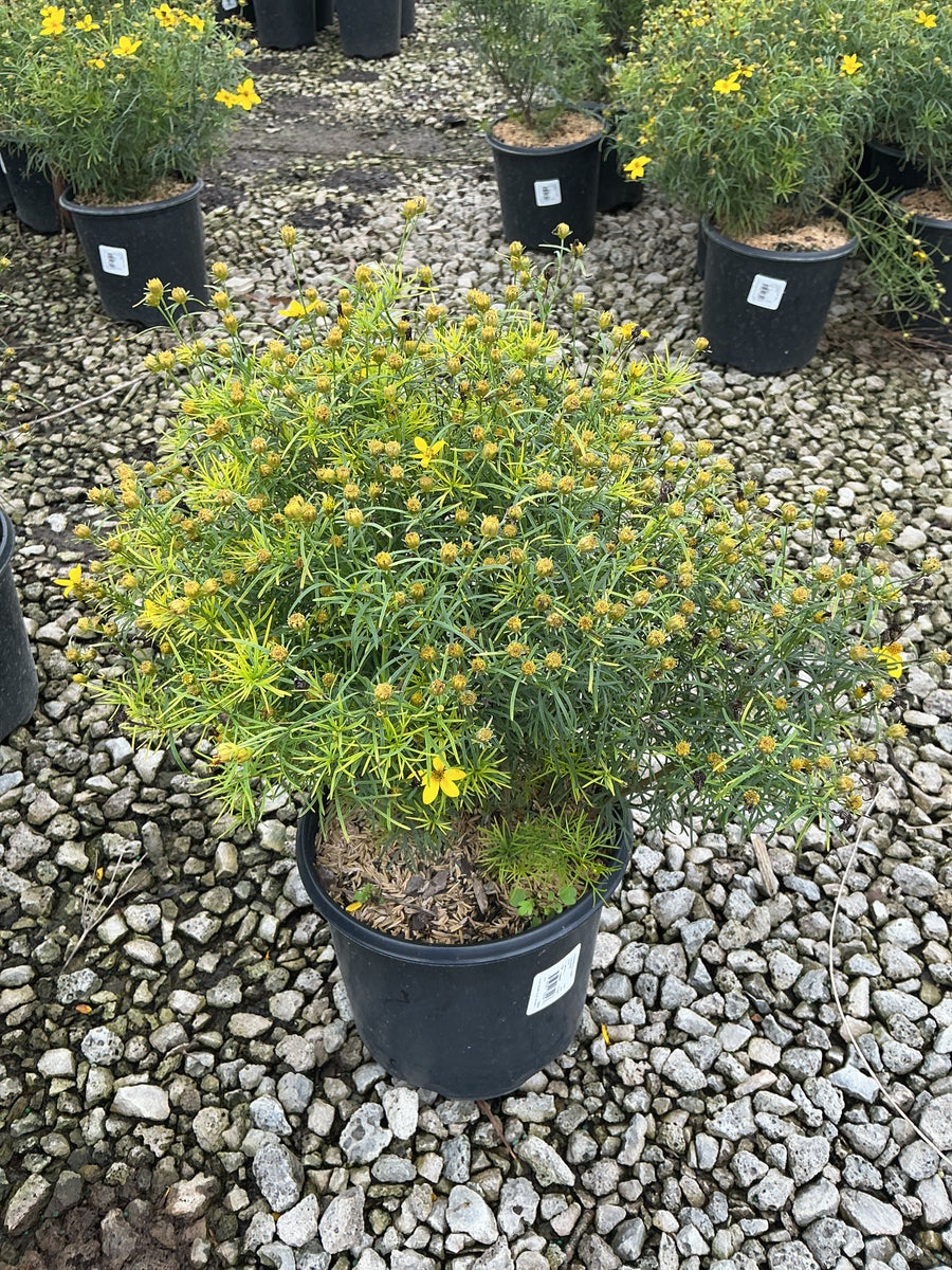 Coreopsis verticillata 'Zagreb'