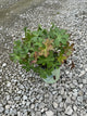 Geranium maculatum