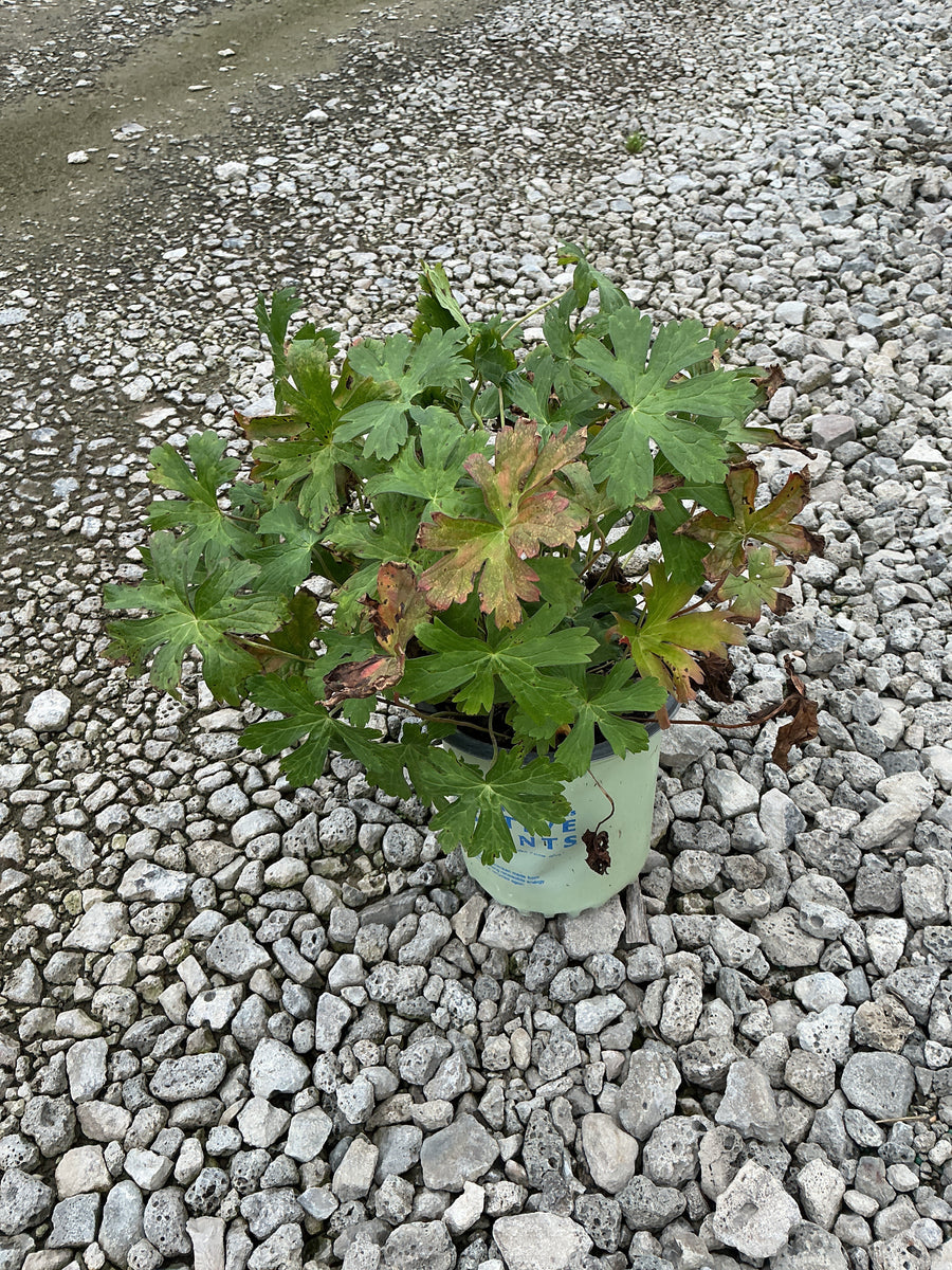 Geranium maculatum â€” G1 AB