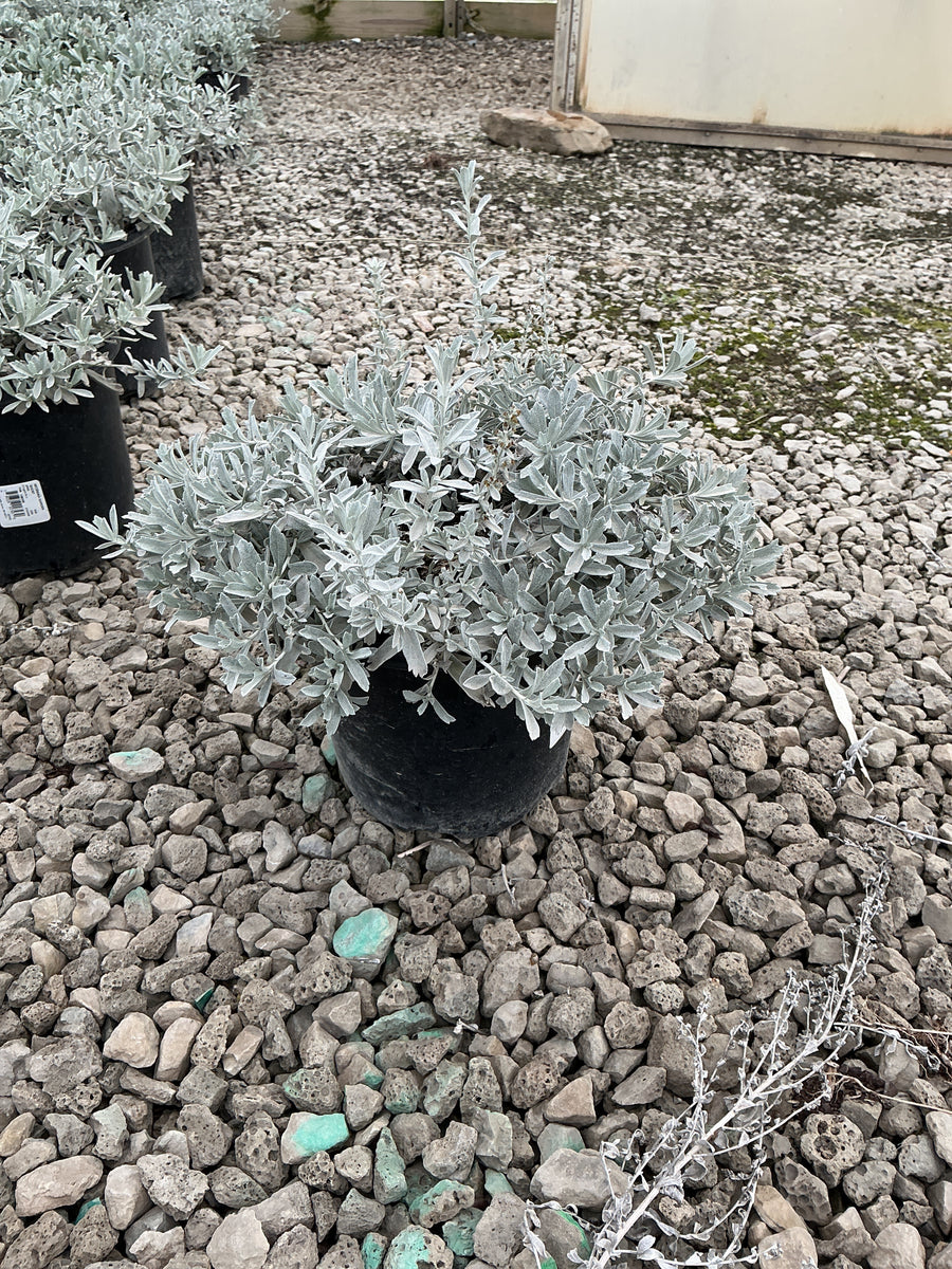 Artemisia garden 'Ghost'