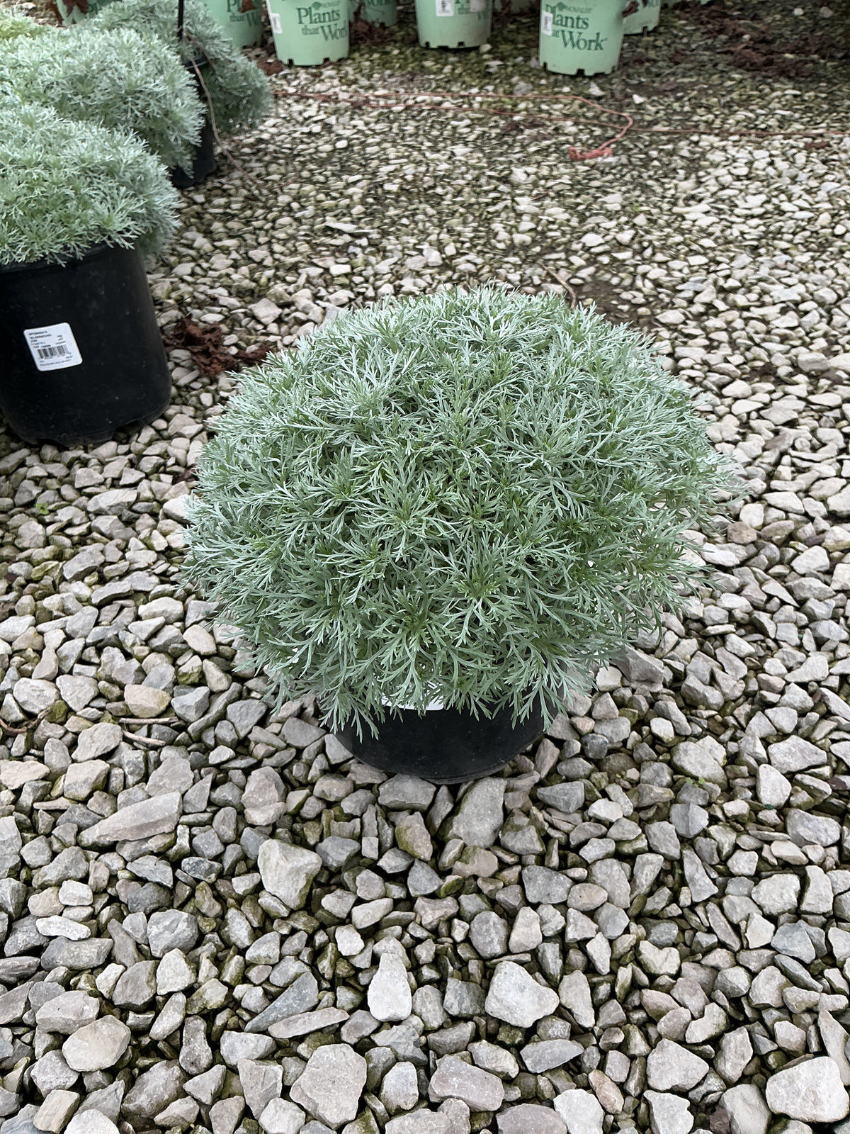 Artemisia schmidtiana 'Silver Mound'
