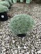 Artemisia schmidtiana 'Silver Mound'