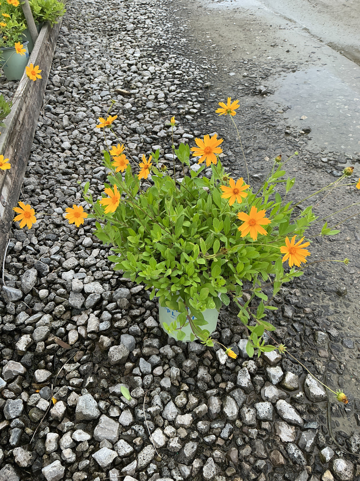 Coreopsis sunshine 'Superman'