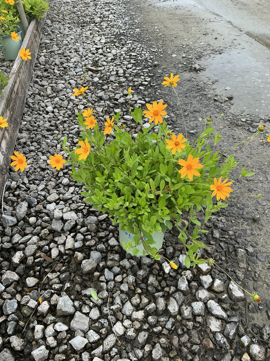 Coreopsis sunshine 'Superman'