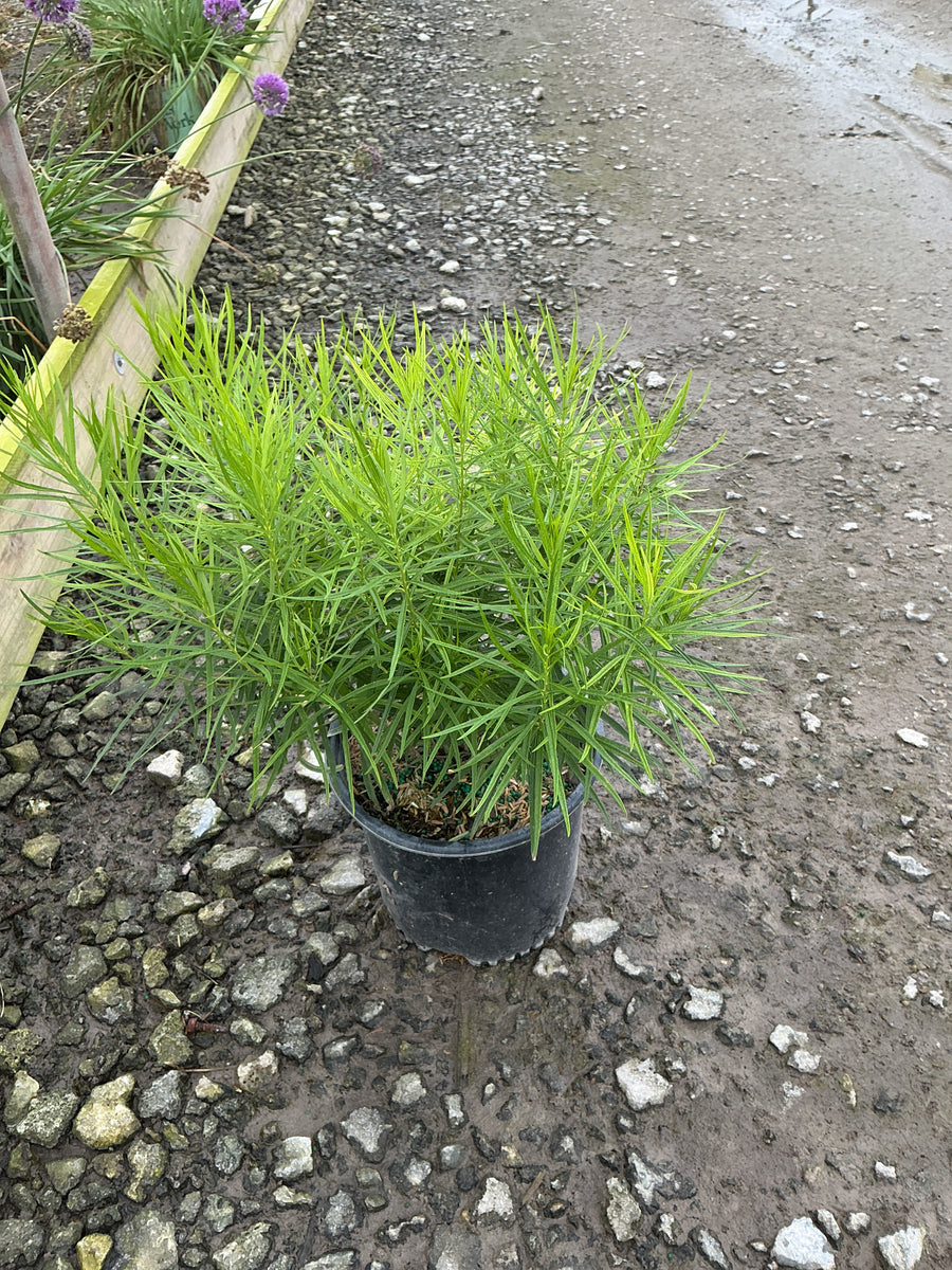 Amsonia hubrechtii