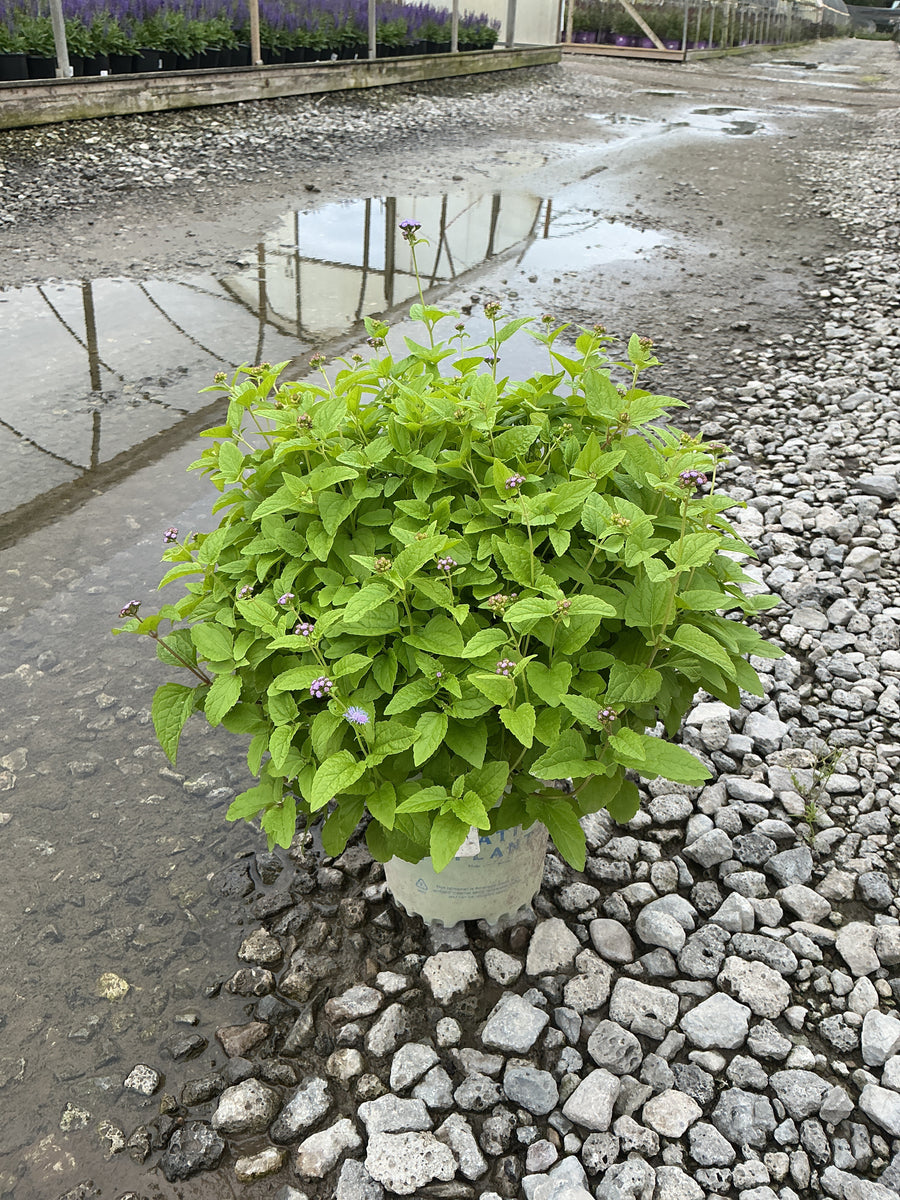 Eupatorium coelestinum â€” G1 AB