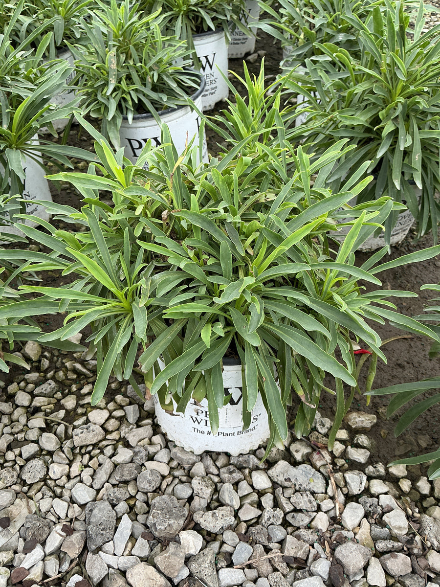 Penstemon barbatus 'Dark Amethyst' â€” G1 PW