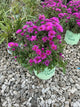 Aster 'Pink Crush'