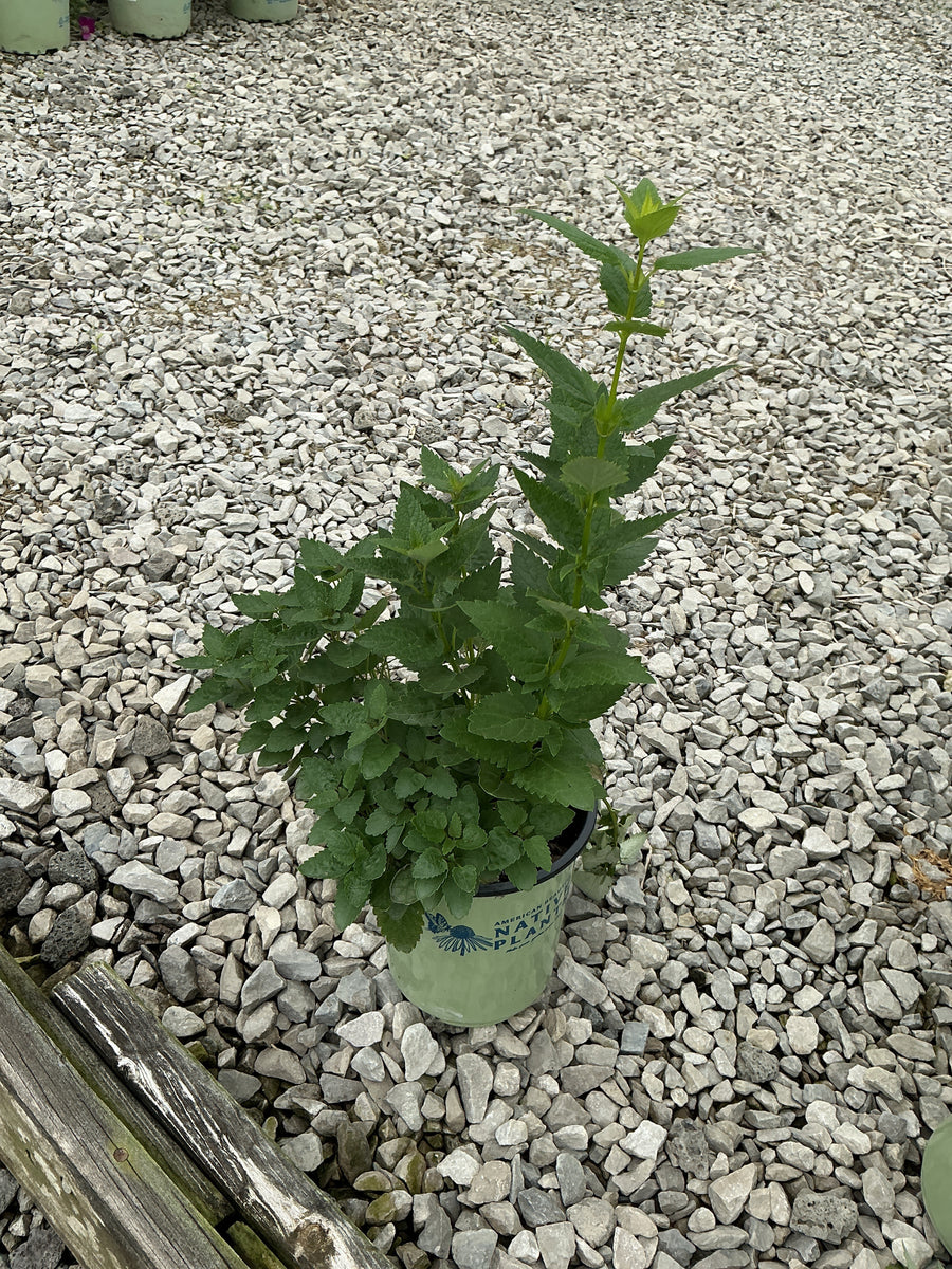 Agastache foeniculum