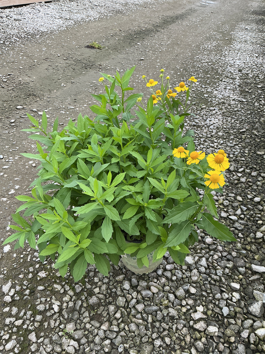 Helenium autumnale