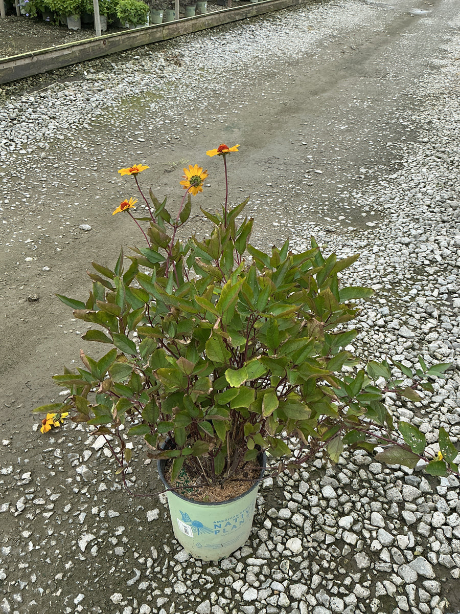 Heliopsis helianthoides 'Summer Nights'