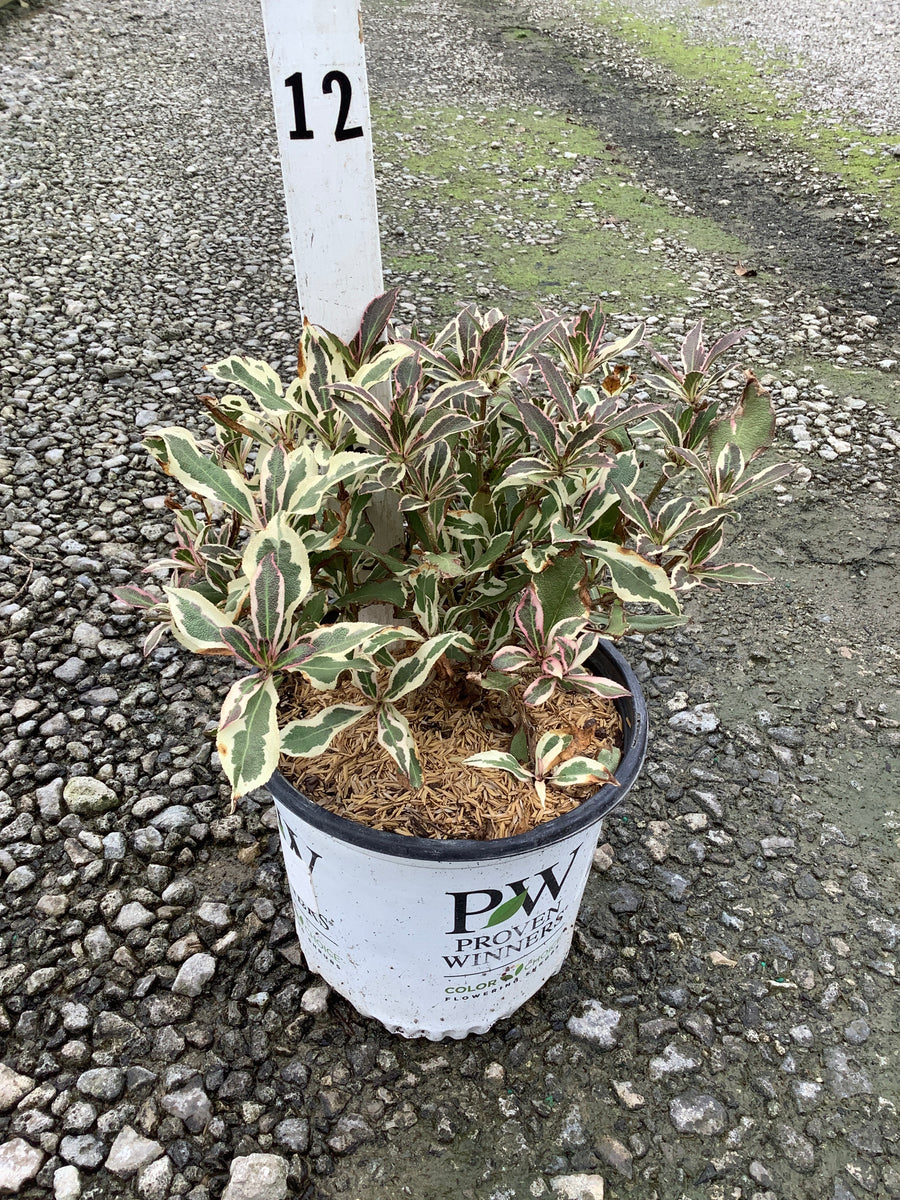 Weigela x 'Verweig'