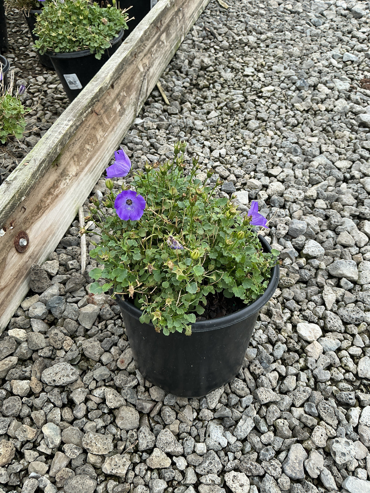 Campanula carpatica 'Rapido Blue'