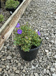 Campanula carpatica 'Rapido Blue'