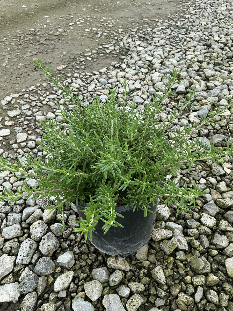 ROSEMARINUS O. BLUE CASCADE