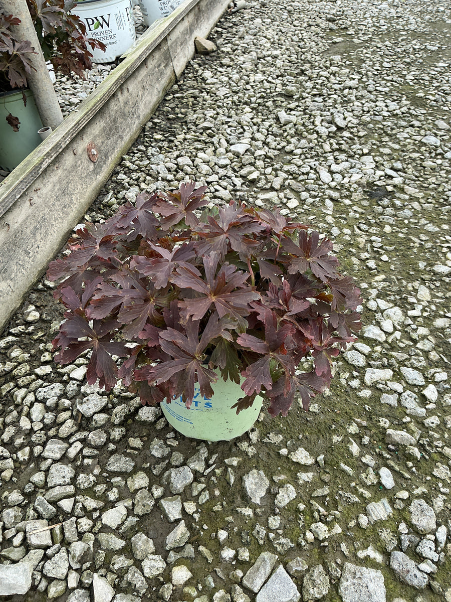 Geranium maculatum 'Dark Roast' â€” G1 AB