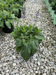 Salvia nemorosa 'May Night'