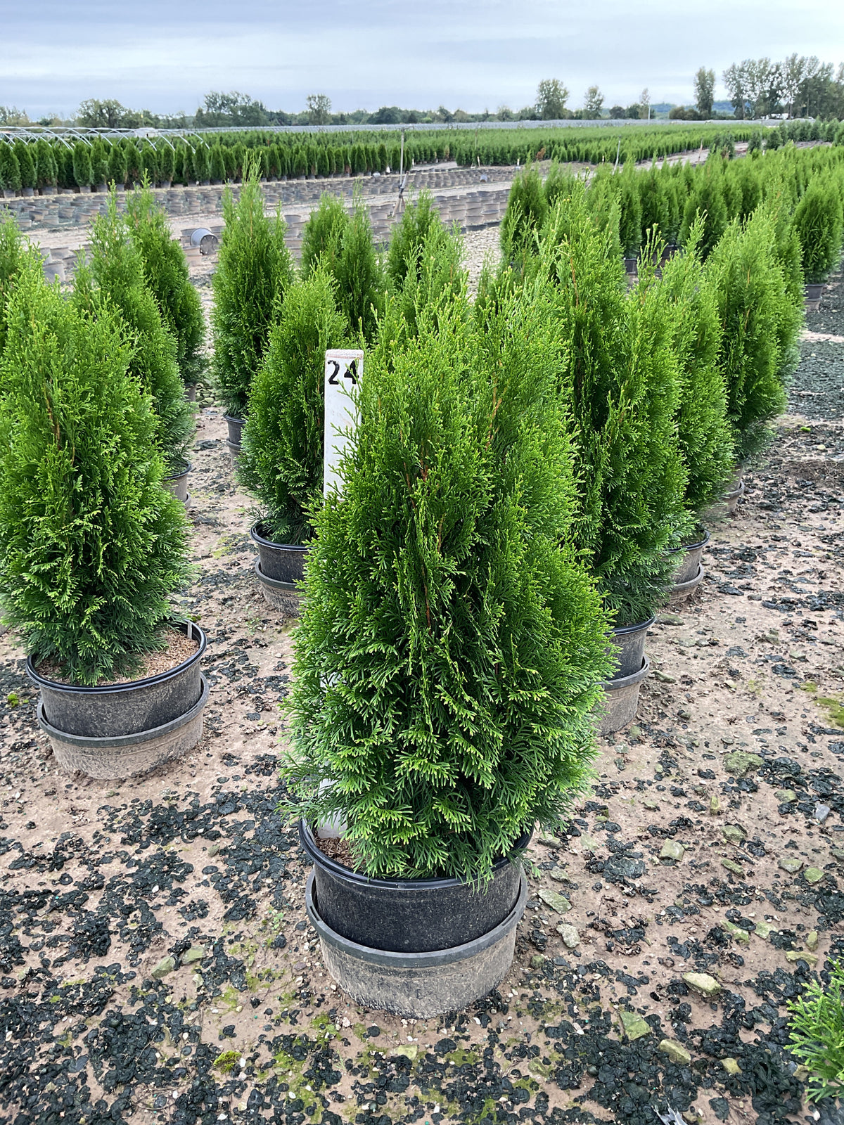 Thuja occidentalis 'Smaragd'