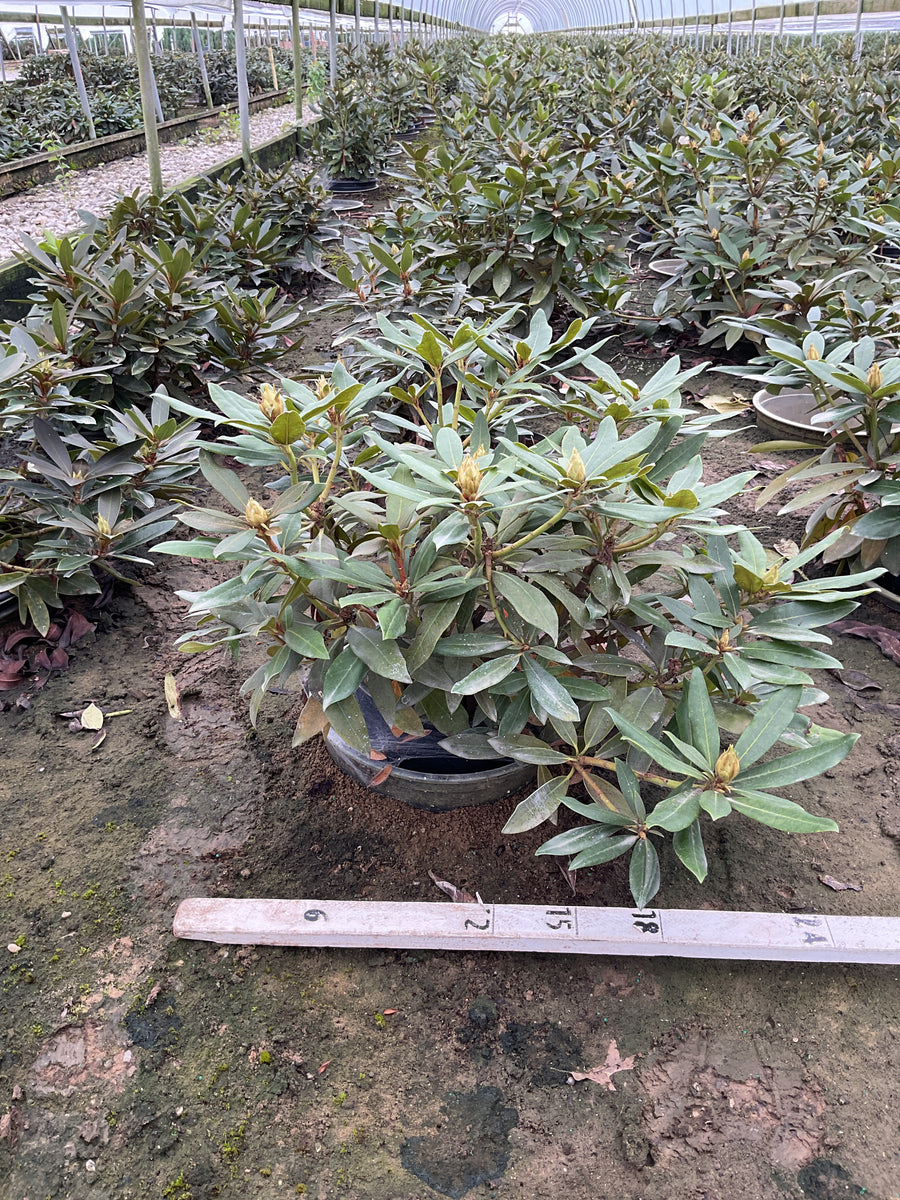 Rhododendron chionoides 'Chionoides'