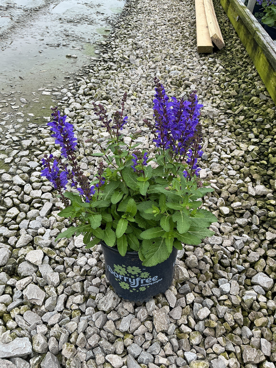 Salvia nemorosa 'Noble Knight'
