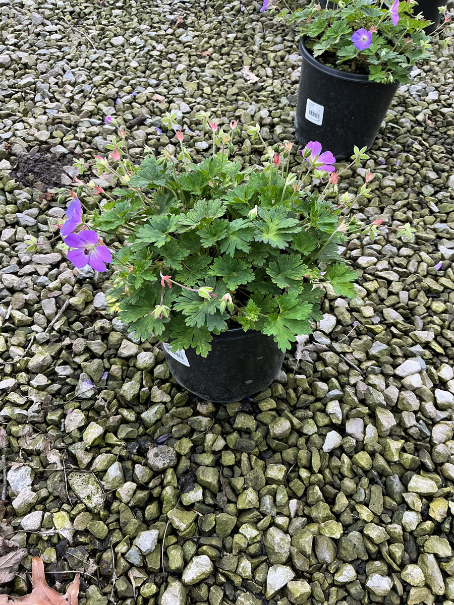 Geranium x 'Rozanne'