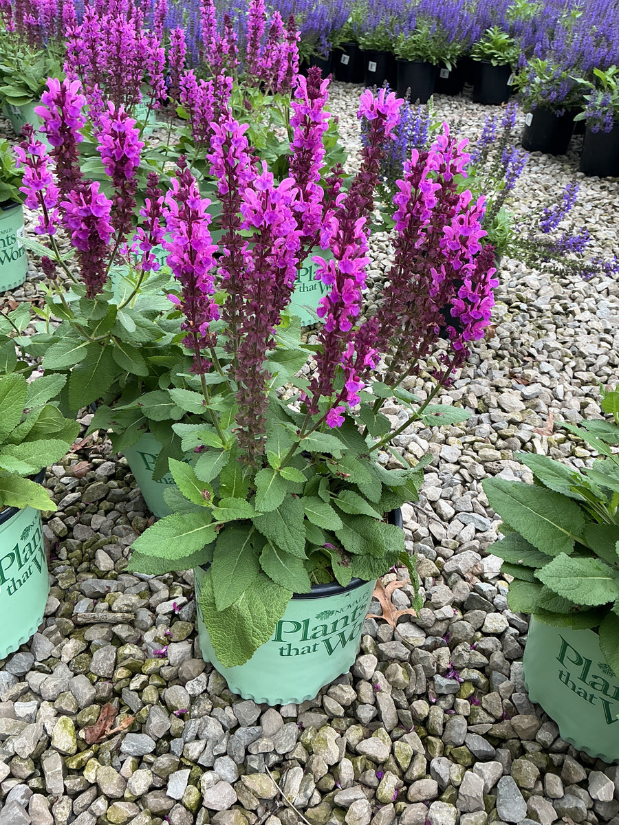 Salvia nemerosa 'Rose Marvel'