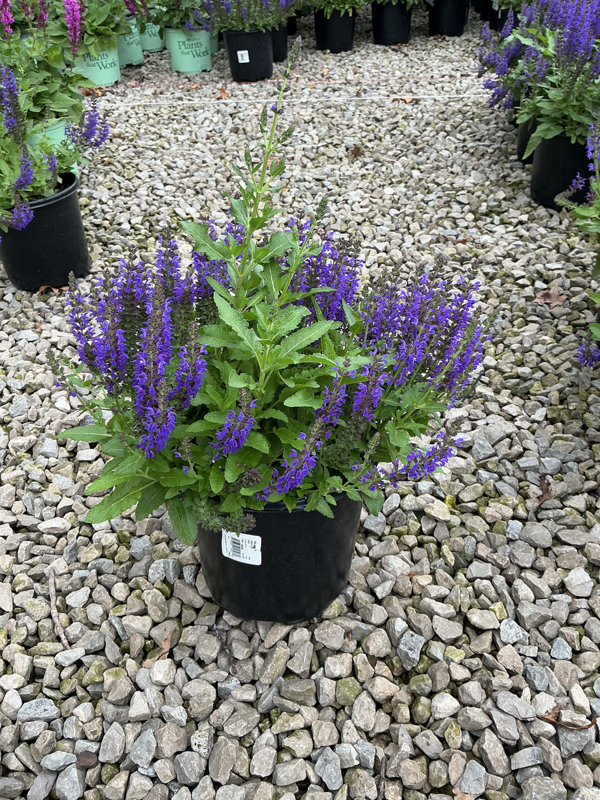 Salvia x 'Marcus'