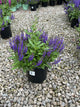 Salvia x 'Marcus'