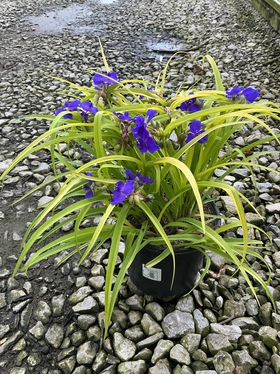 Tradescantia x andersoniana 'Sweet Kate'