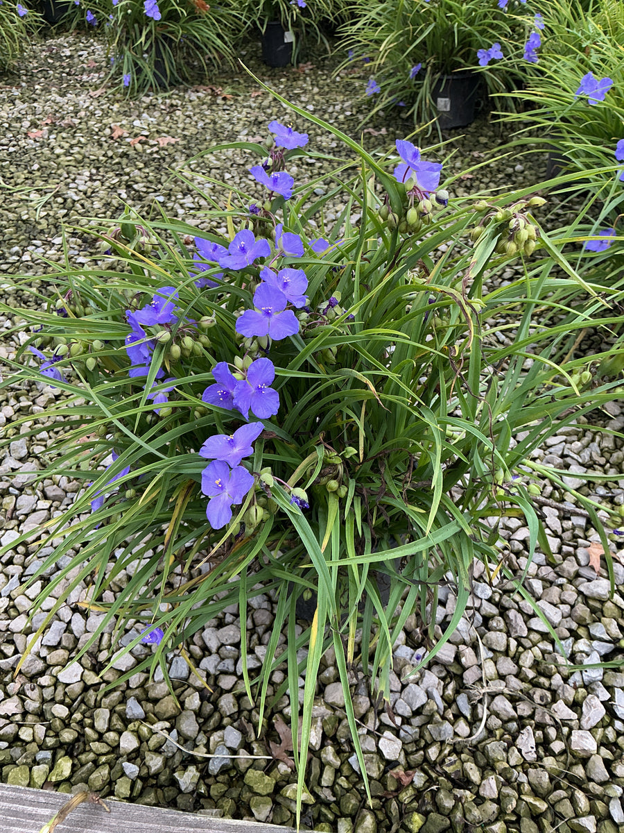 Tradescantia amethyst 'Kiss'