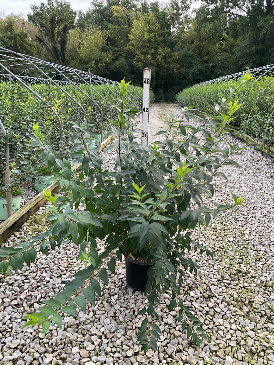 Forsythia x 'Lynwood Gold' â€” G3 24