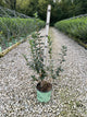 Forsythia x i. 'Magical Gold'