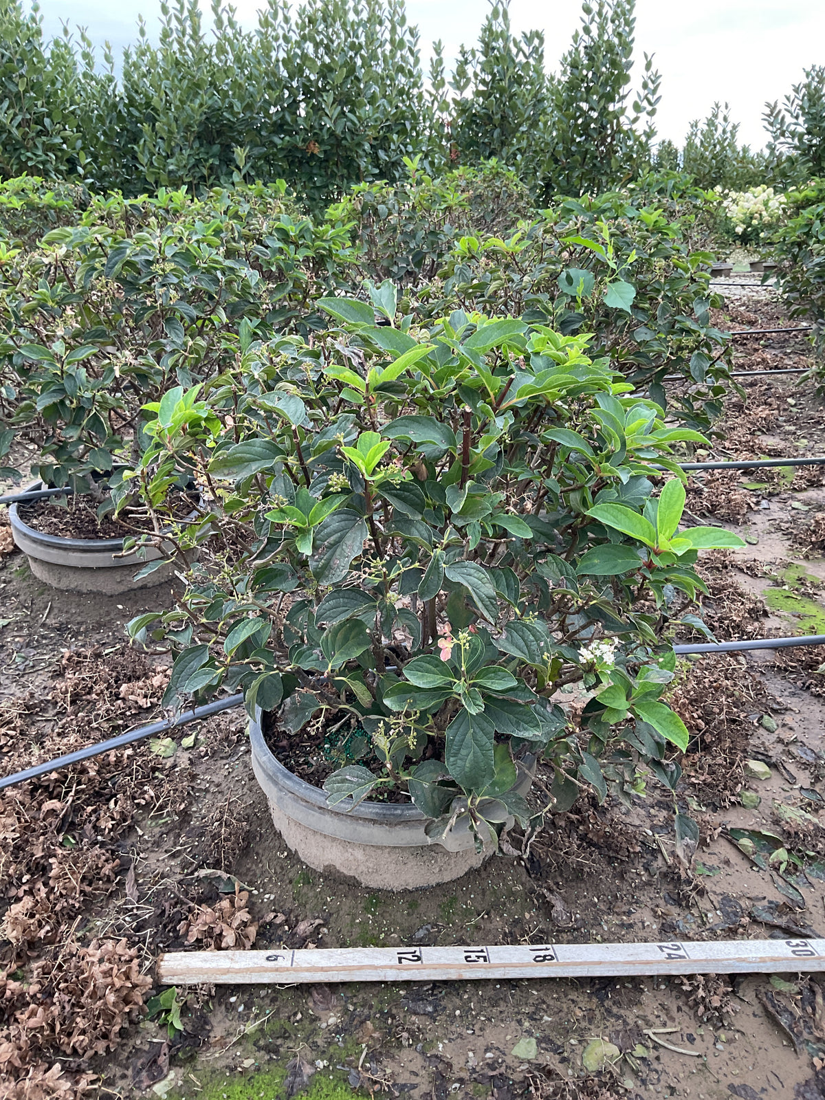 Hydrangea paniculata 'Bailpantwo'