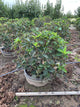 Hydrangea paniculata 'Bailpantwo'