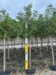 Prunus serrulata 'Kwanzan'
