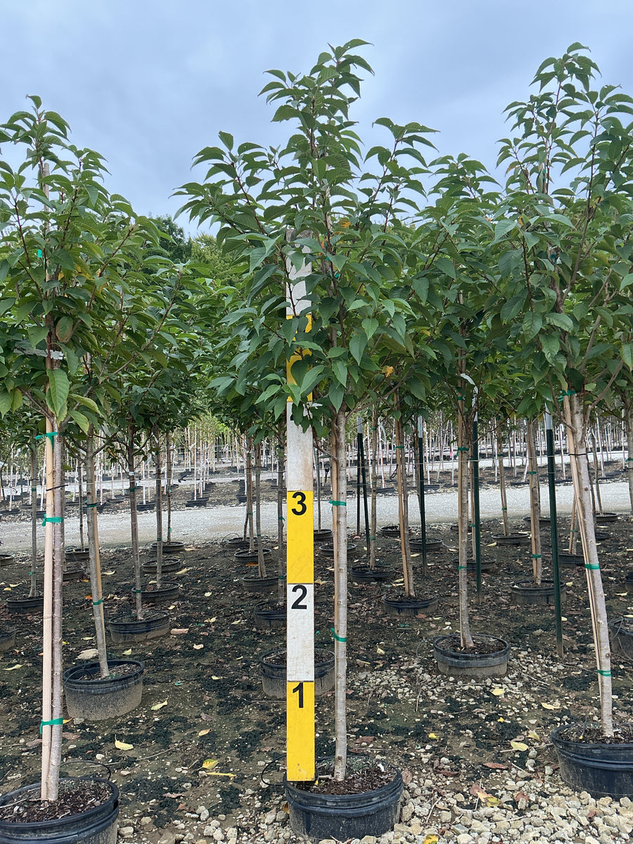 Prunus serrulata 'Kwanzan'