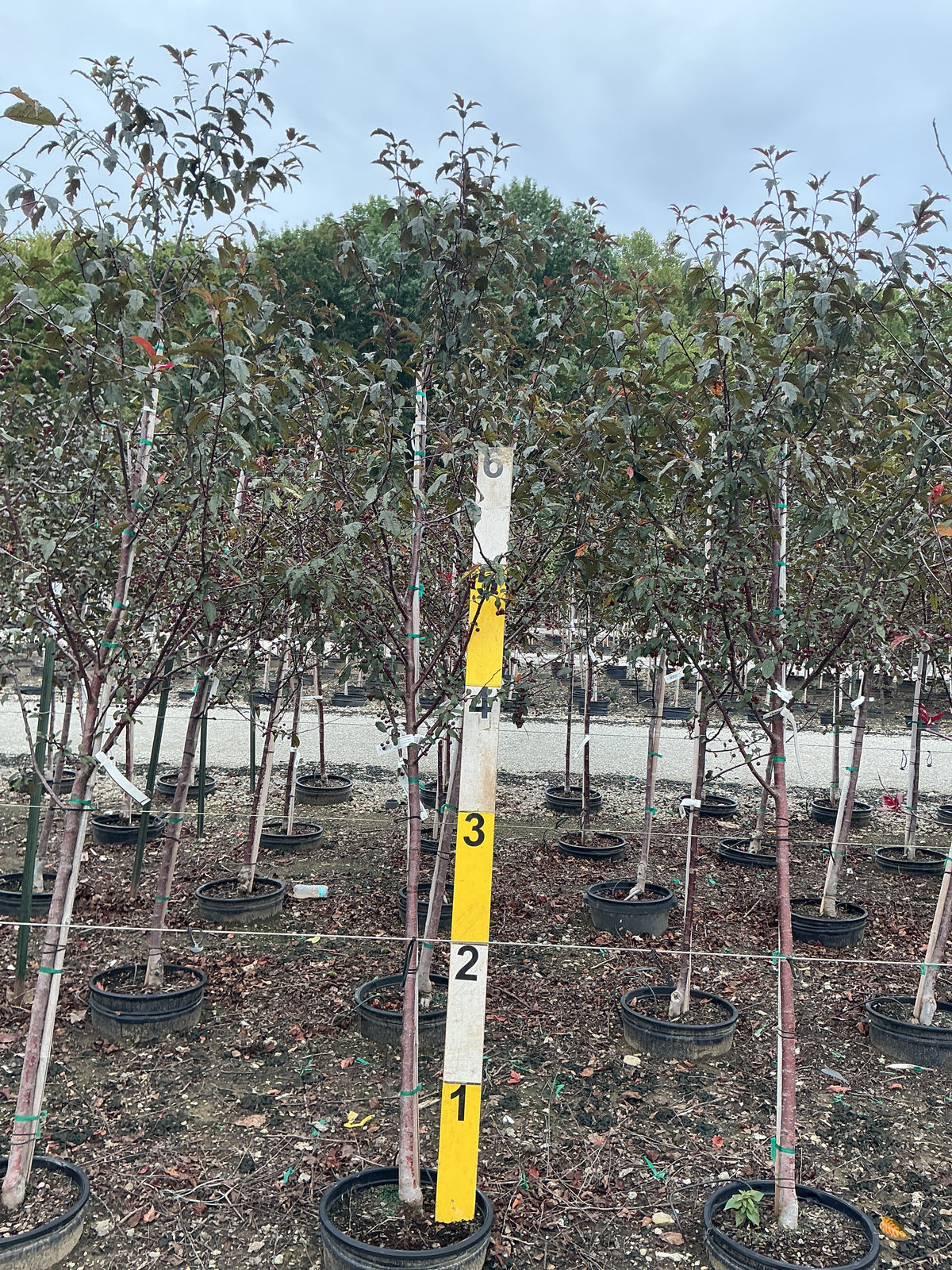 Malus ‘JFS-KW5’