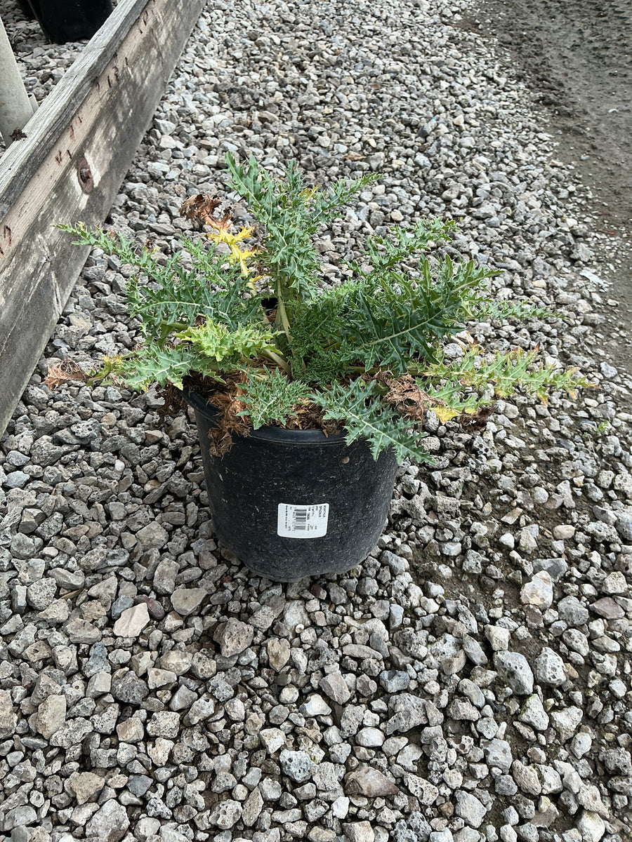 Acanthus spinosus