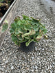 Alchemilla mollis 'Thriller'