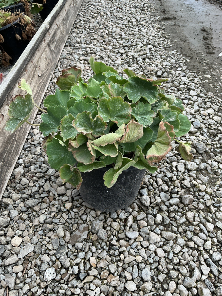 Alchemilla mollis 'Thriller'