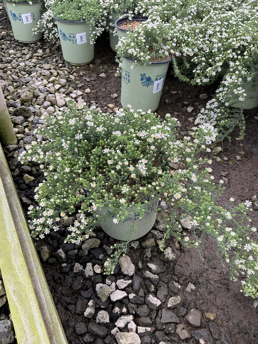 Aster ericoides 'Snow Flurry'