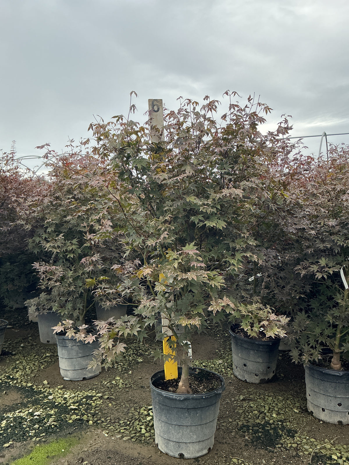 Acer palmatum 'Bloodgood'