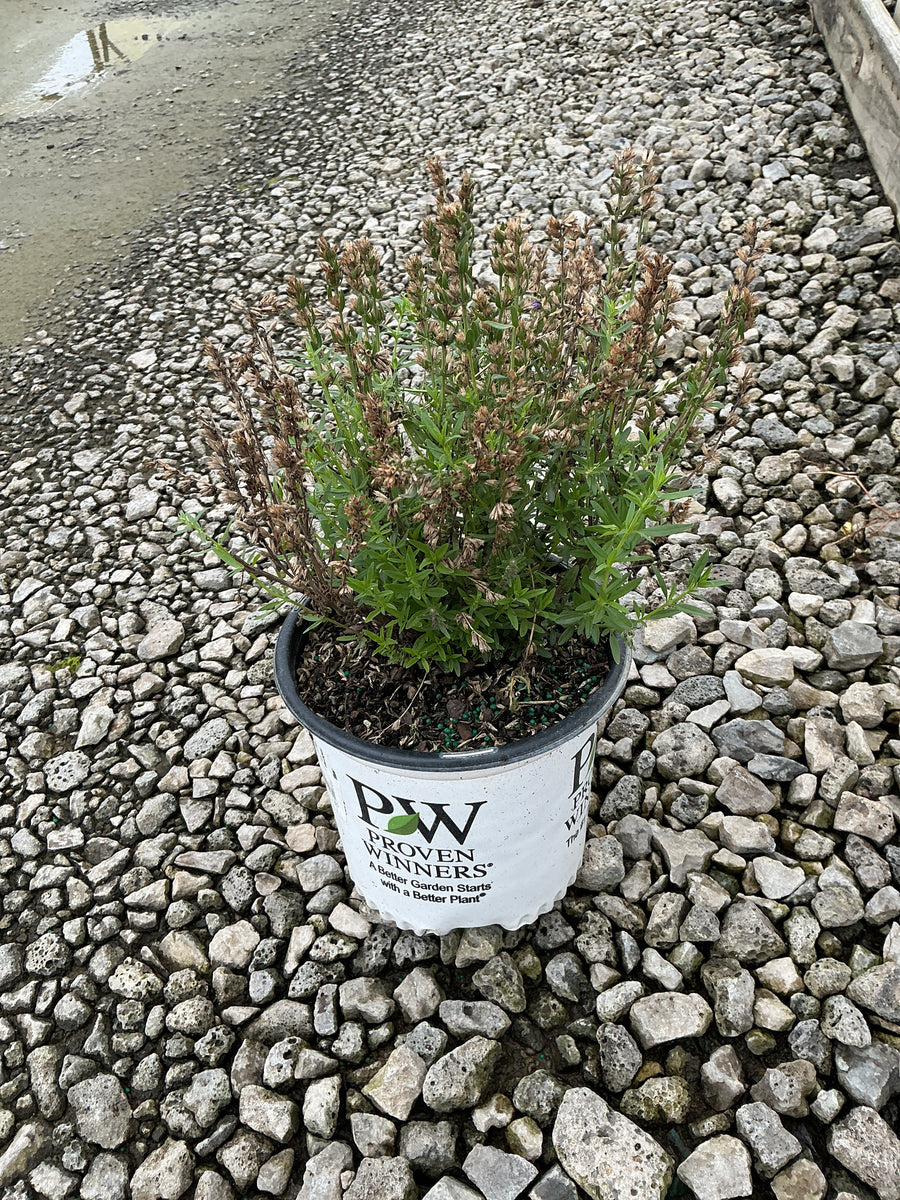 Hyssopus officinalis 'Scentastic Blue' â€” G1  PW