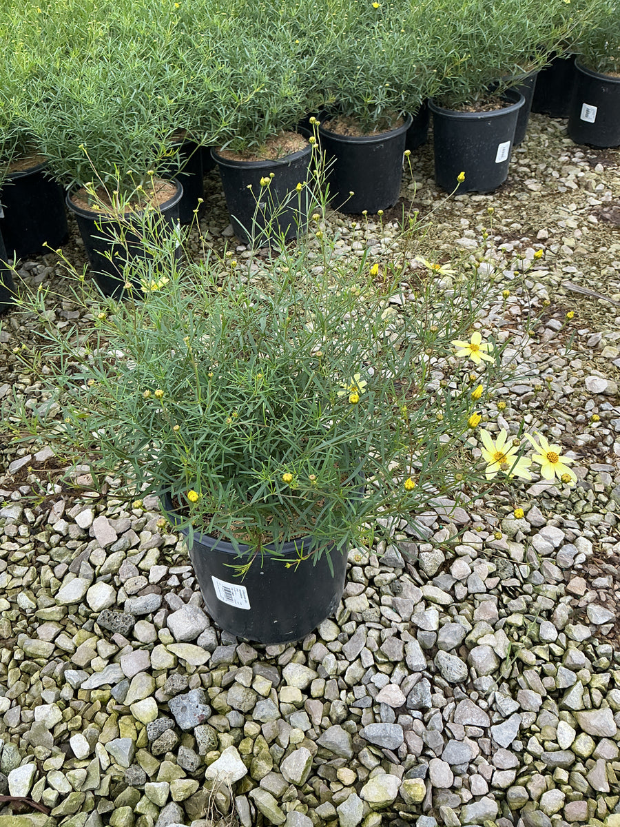 Coreopsis verticillata 'Moonbeam'