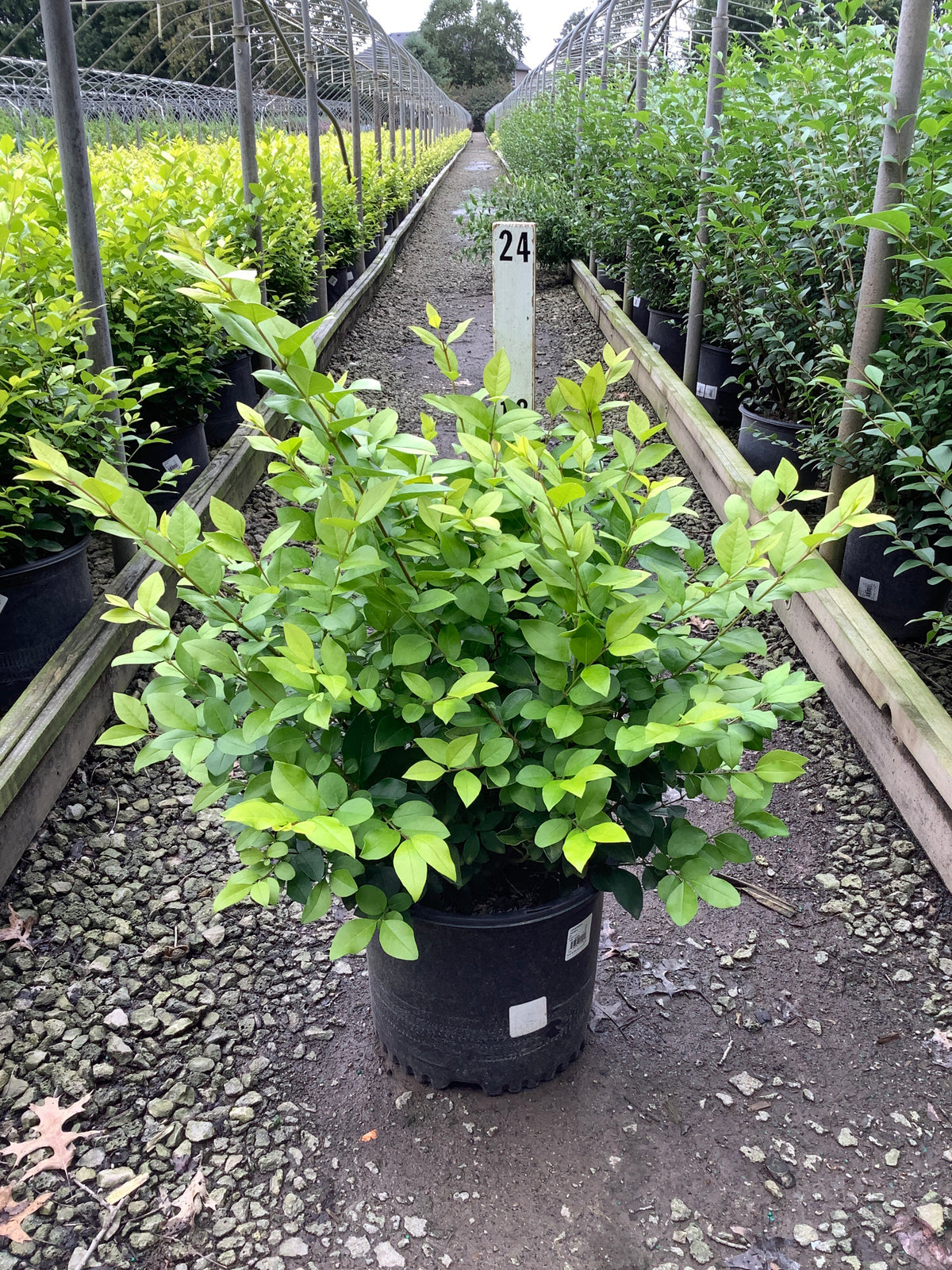 Ligustrum x vicary 'Vicaryi'