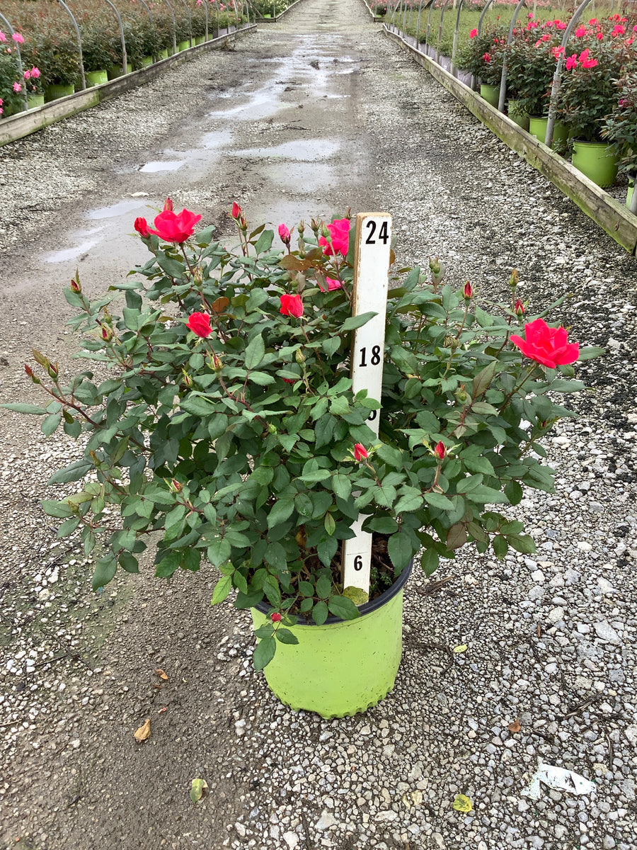 Rosa K.O 'Radrazz'