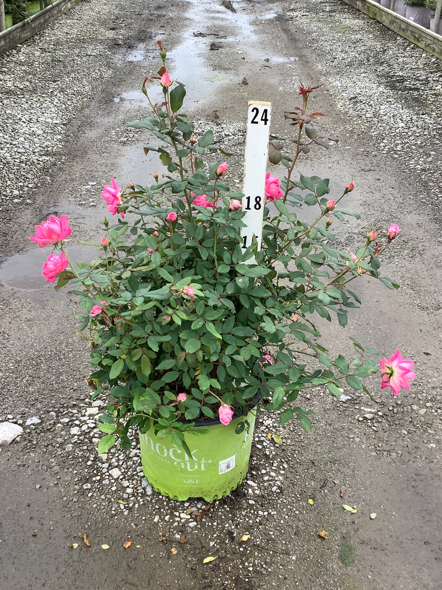 Rosa K.O 'Radtkopink'