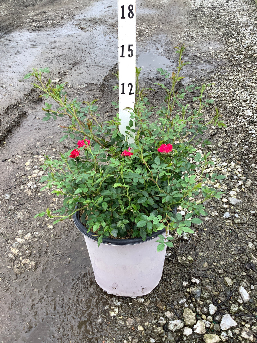 Rosa 'Drift Meigalpio'
